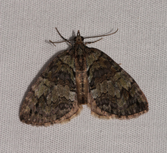 Hydriomena renunciata