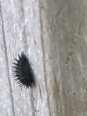 Chilocorus stigma