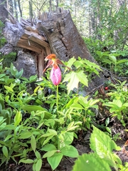 Cypripedium acaule image