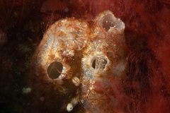 Ascidiella aspersa