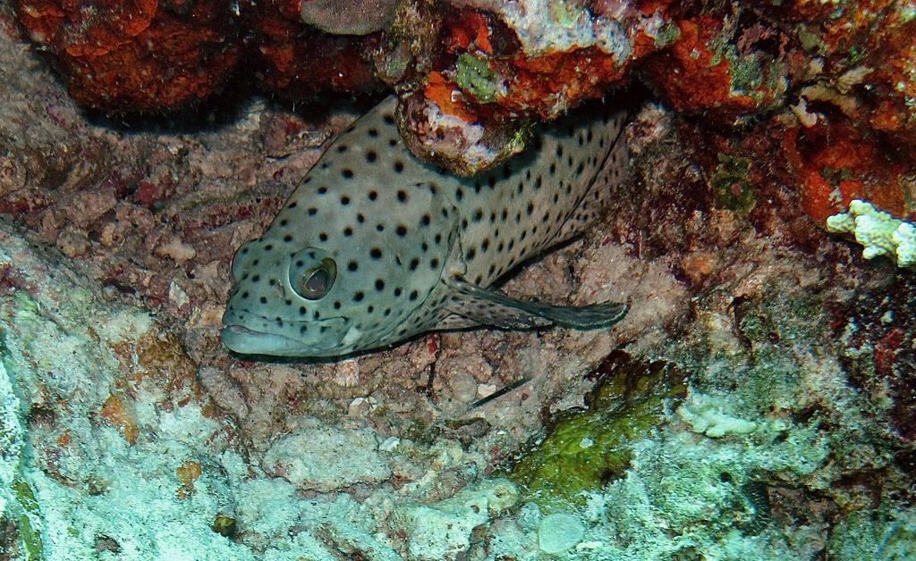 Coral grouper