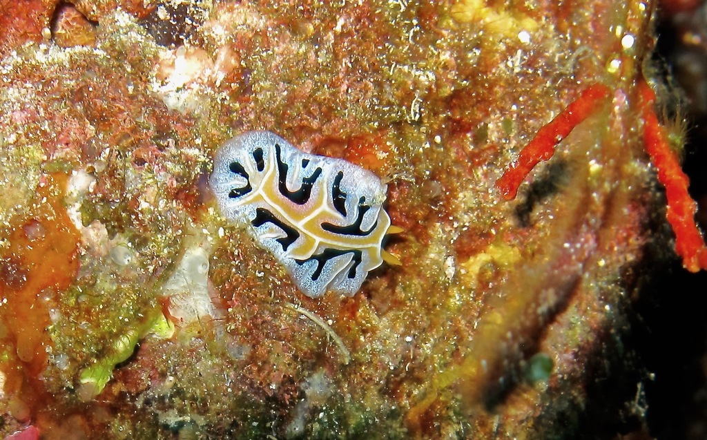 Mushroom Coral Reticulida