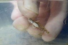 Pseudogobius poicilosoma