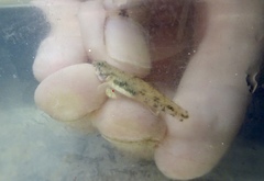 Pseudogobius poicilosoma