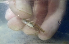 Pseudogobius poicilosoma