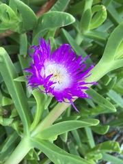 Carpobrotus dimidiatus