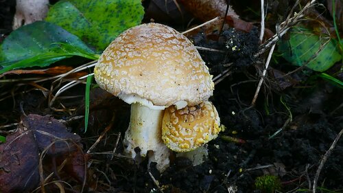 Amanita franchetii — no rights reserved