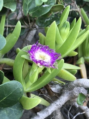 Carpobrotus dimidiatus