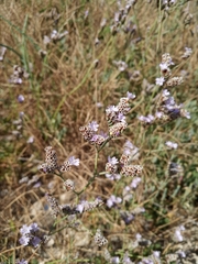 Limonium glomeratum