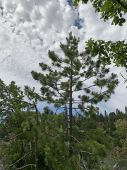 Pinus lambertiana