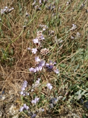 Limonium glomeratum