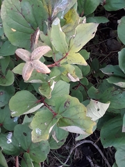 Paeonia mascula