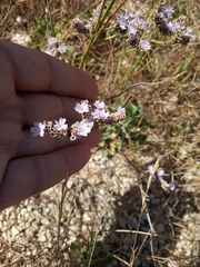 Limonium glomeratum