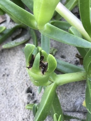 Carpobrotus dimidiatus