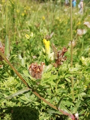 Chamaecytisus austriacus