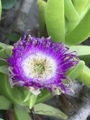 Carpobrotus dimidiatus