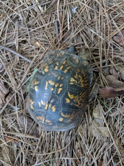Terrapene carolina carolina