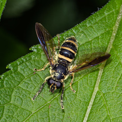 Temnostoma balyras