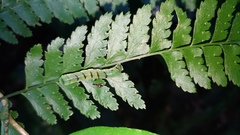 Callopistria japonibia