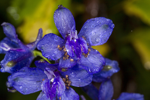 Image of Delphinium malabaricum by (c) Ramesh Shenai Jr., some rights reserved (CC BY)