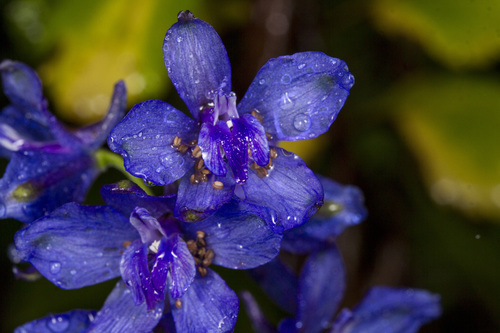Image of Delphinium malabaricum by (c) Ramesh Shenai Jr., some rights reserved (CC BY)