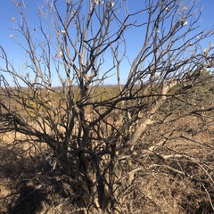 Sesamothamnus lugardii