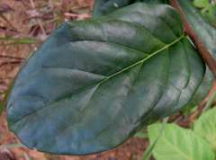 Tournefortia subsessilis