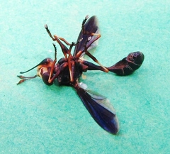 Physocephala sagittaria