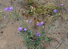 Centaurea × livonica