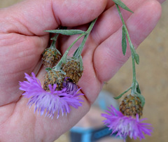 Centaurea × livonica