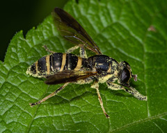 Temnostoma balyras