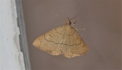 Paracolax tristalis