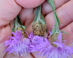 Centaurea × livonica