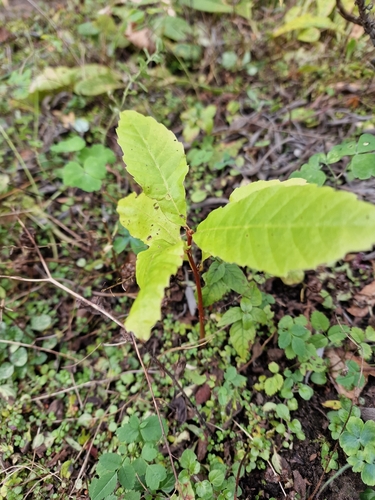 Chestnut grove on a hillside