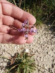 Limonium glomeratum