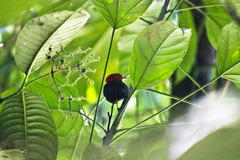 Ceratopipra mentalis