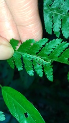 Callopistria japonibia