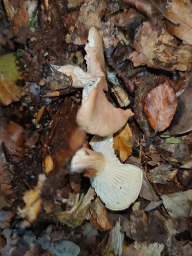 Infundibulicybe costata — (c) Bohan Jia, some rights reserved (CC BY)