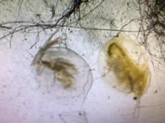 Daphnia