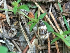 Olethreutes fasciatana