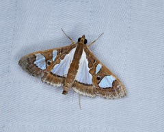 Glyphodes bivitralis