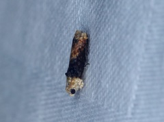 Hedya iophaea