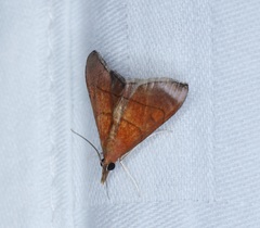 Hemiscopis sanguinea