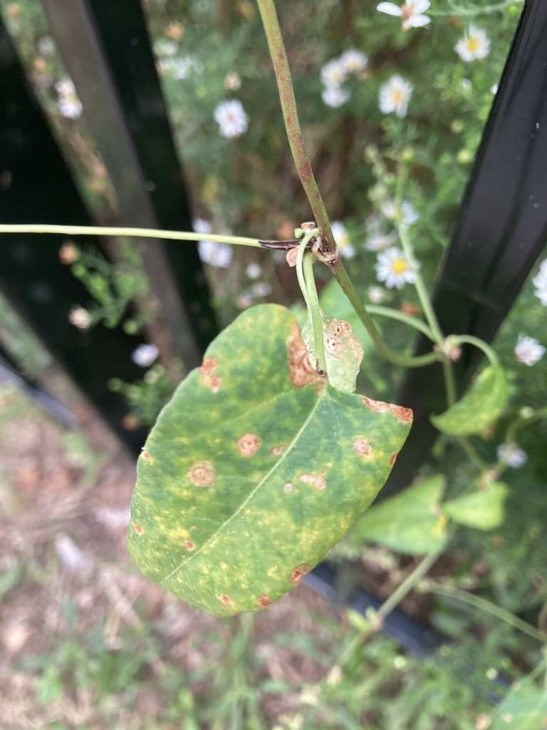 Paraphoma convolvuli