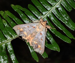 Lopharthrum comprimens