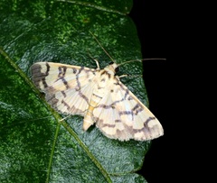 Lygropia distorta