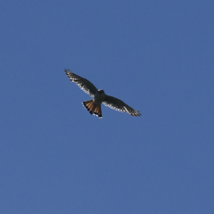 Falco sparverius sparverius