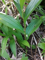 Polygonatum humile
