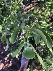 Salvadora australis