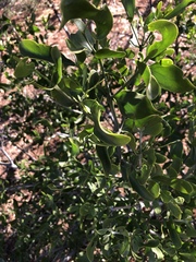 Salvadora australis
